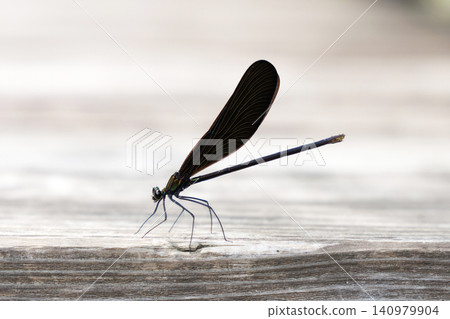 Hagro Tonbo holding wings Hagro Tonbo holding wings 140979904