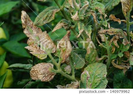 A photo of a tomato bush with damaged green young leaves at the stage of the spread of the disease, in which a large number of foliage is already dying. Problems of plant protection and drug treatment A photo of a tomato bush with damaged green young leaves at the stage of the spread of the disease, in which a large number of foliage is already dying. Problems of plant protection and drug treatment 140979962