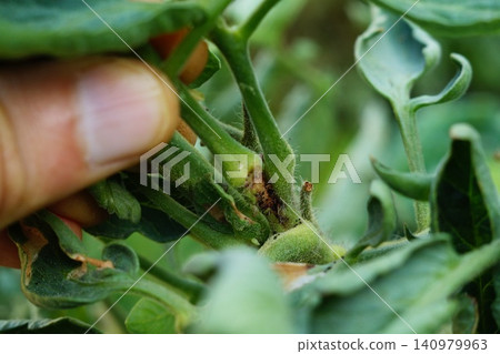 Damaged by insect pests at junction of tomato bush branches. Harmful effects on agriculture, protection against them by method of treatment of pesticides, fungicides of chemical and biological types Damaged by insect pests at junction of tomato bush branches. Harmful effects on agriculture, protection against them by method of treatment of pesticides, fungicides of chemical and biological types 140979963
