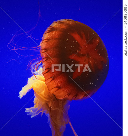 Big Jellyfish On Blue Background. Japanese Sea Nettle Or Chrysaora Pacifica In Family Pelagiidae. Dangerous Jellyfish To Humans. Mesmerizing Swimming Of Jellyfish. Ocean Animal, Aquatic Life Big Jellyfish On Blue Background. Japanese Sea Nettle Or Chrysaora Pacifica In Family Pelagiidae. Dangerous Jellyfish To Humans. Mesmerizing Swimming Of Jellyfish. Ocean Animal, Aquatic Life 140980099