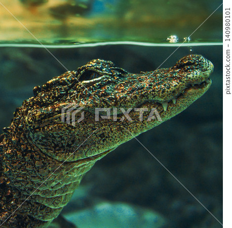 Shanghai, China. Chinese Alligator Slow motion Swimming In Shanghai Ocean Aquarium. Crocodilian Endemic To China. Young Chinese Alligator Sticks Its Head Out Of Water To Breathe. Its Armored Scales Shanghai, China. Chinese Alligator Slow motion Swimming In Shanghai Ocean Aquarium. Crocodilian Endemic To China. Young Chinese Alligator Sticks Its Head Out Of Water To Breathe. Its Armored Scales 140980101