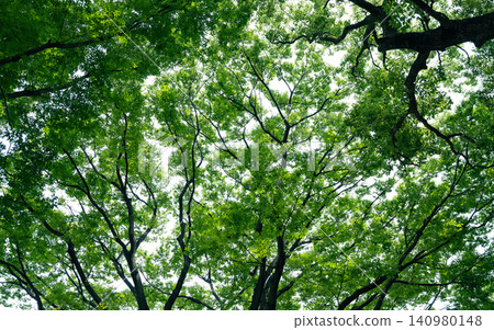 Green trees in early summer Green trees in early summer 140980148