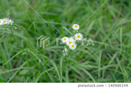 White flowers blooming in early summer White flowers blooming in early summer 140980149
