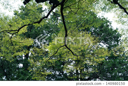 Green trees in early summer Green trees in early summer 140980150