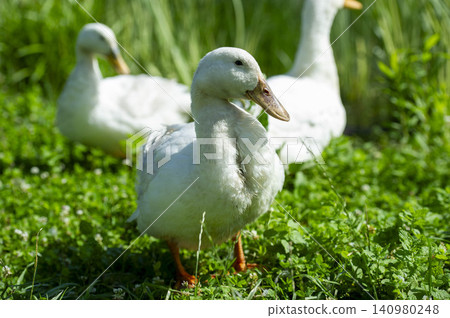 A flock of ducks standing in a green meadow, a portrait of poultry living in nature. 140980248