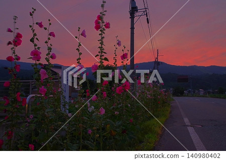 Hollyhocks illuminated by the sunset Hollyhocks illuminated by the sunset 140980402