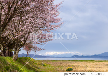 The cherry blossom trees at Funatsu Park, located at the mouth of the Funatsu River which flows into Lake Inawashiro, in Funatsumiya, Konan-machi, Koriyama City, Fukushima Prefecture, and the Iide Mountain Range across the lake. The cherry blossom trees at Funatsu Park, located at the mouth of the Funatsu River which flows into Lake Inawashiro, in Funatsumiya, Konan-machi, Koriyama City, Fukushima Prefecture, and the Iide Mountain Range across the lake. 140980438