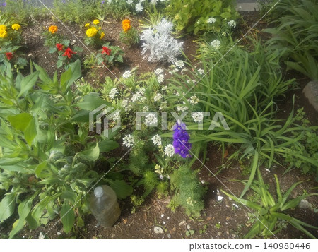 夏季的紅色花卉包括鼠尾草、紫菀和萬壽菊。 夏季的紅色花卉包括鼠尾草、紫菀和萬壽菊。 140980446