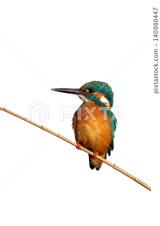 A male kingfisher perched on a branch against a white background. A male kingfisher perched on a branch against a white background. 140980447