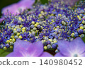繡球花特寫。 140980452