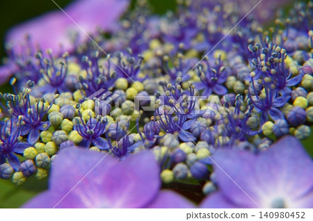 Close-up of a lacecap hydrangea. 140980452