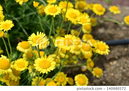 Dyer's Chamomile (Asteraceae family), Anthemis genus Dyer's Chamomile (Asteraceae family), Anthemis genus 140980572