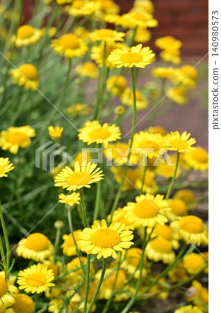 Dyer's Chamomile (Asteraceae family), Anthemis genus Dyer's Chamomile (Asteraceae family), Anthemis genus 140980573