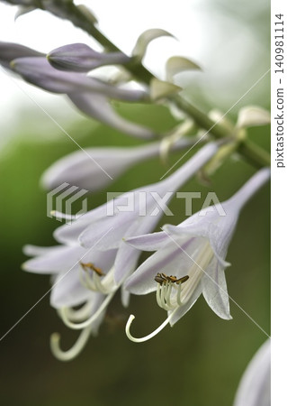 Hosta flowers blooming in the park 140981114