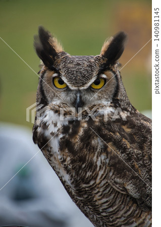 Great Horned Owl, Canada Great Horned Owl, Canada 140981145