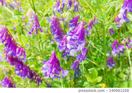 春日田野，紫花野豌豆（Vicia cracca 04） 140981208