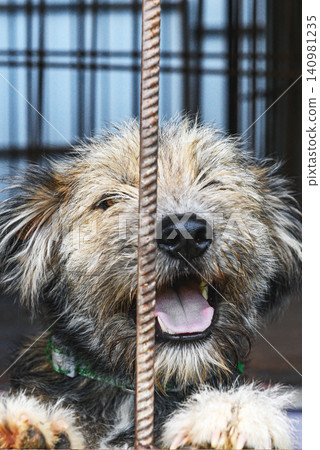 Homeless Dog Waiting for Adoption in Animal Shelter Cage Looking Hopeful Homeless Dog Waiting for Adoption in Animal Shelter Cage Looking Hopeful 140981235