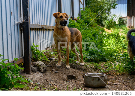 Homeless Dogs in Outdoor Animal Shelter Waiting for Adoption Homeless Dogs in Outdoor Animal Shelter Waiting for Adoption 140981265