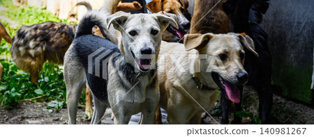 Homeless Dogs in Outdoor Animal Shelter Waiting for Adoption Homeless Dogs in Outdoor Animal Shelter Waiting for Adoption 140981267
