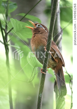 A Chinese Hwamei singing loudly A Chinese Hwamei singing loudly 140981268