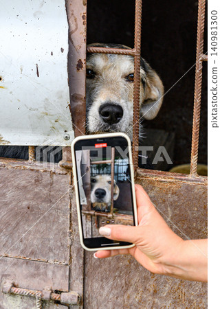 Volunteer Hand Taking Photo of Homeless Dog in Animal Shelter Cage for Adoption Volunteer Hand Taking Photo of Homeless Dog in Animal Shelter Cage for Adoption 140981300