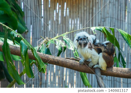 White-tufted marmoset perched on a branch surrounded by green leaves in a natural habitat setting with bamboo backdrop White-tufted marmoset perched on a branch surrounded by green leaves in a natural habitat setting with bamboo backdrop 140981317
