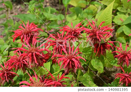 Cornflower (Lamiaceae family), genus Cornflower Cornflower (Lamiaceae family), genus Cornflower 140981395