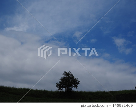 站立在小山的樹 站立在小山的樹 140981469