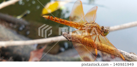 orange dragonfly on a branch orange dragonfly on a branch 140981949