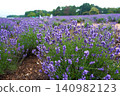 Lavender flower garden 140982123