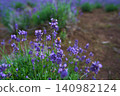 Lavender flower garden 140982124