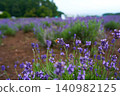 Lavender flower garden 140982125