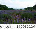 Lavender flower garden 140982126