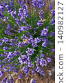 Lavender flower garden 140982127