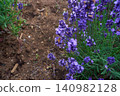 Lavender flower garden 140982128