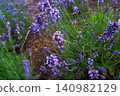 Lavender flower garden 140982129