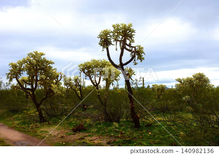 Old Saguaro Cactus Sonora desert Arizona Old Saguaro Cactus Sonora desert Arizona 140982136