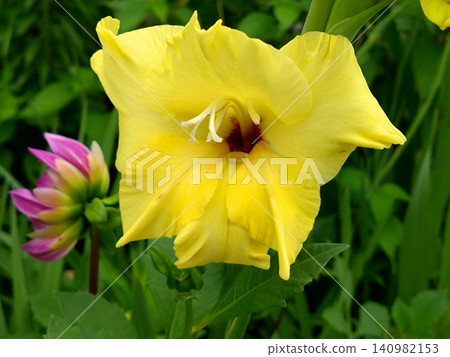 A close-up of a gladiolus flower, whose vibrant yellow color is eye-catching. A close-up of a gladiolus flower, whose vibrant yellow color is eye-catching. 140982153