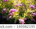 Purple Spirea Flowers Green Leaves Sunlight Nature Photo 140982195