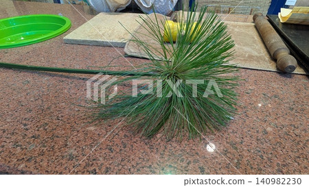 Real papyrus plant on the table Real papyrus plant on the table 140982230