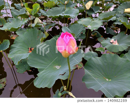 Beautiful primitive lotus flowers at Nakajuku Historical Park in Oka, Fukaya City, Saitama Prefecture Beautiful primitive lotus flowers at Nakajuku Historical Park in Oka, Fukaya City, Saitama Prefecture 140982289