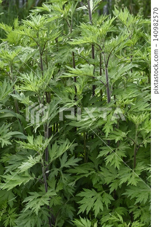 艾草幼葉 艾草幼葉 140982570