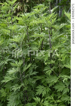 Wormwood young leaves 140982571