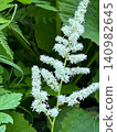 White wildflowers blooming in the forests of Kamikochi: A natural summer scene. 140982645