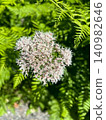 A close-up of pale pink wildflowers blooming in Kamikochi. 140982646