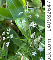 White wildflowers of the carrot family that bloom in Kamikochi 140982647
