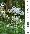 White wildflowers blooming in Kamikochi and insects visiting them 140982648
