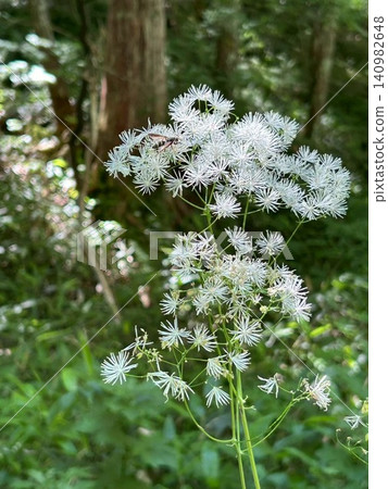 White wildflowers blooming in Kamikochi and insects visiting them White wildflowers blooming in Kamikochi and insects visiting them 140982648