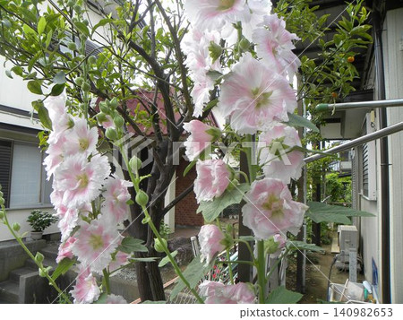 Large white hollyhock flowers Large white hollyhock flowers 140982653
