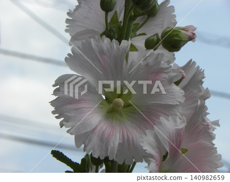 Large white hollyhock flowers 140982659
